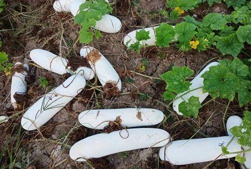 您種植過“堆堆瓜”嗎？看一看，地上全是瓜！一睹芳容
