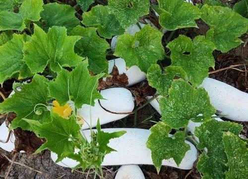 您種植過“堆堆瓜”嗎？看一看，地上全是瓜！一睹芳容