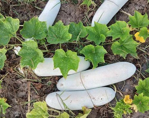 您種植過“堆堆瓜”嗎？看一看，地上全是瓜！一睹芳容