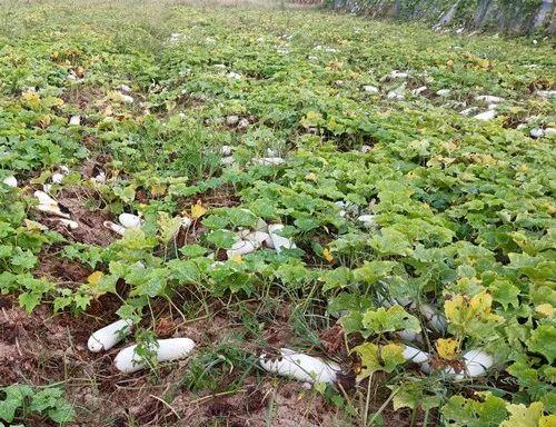 您種植過“堆堆瓜”嗎？看一看，地上全是瓜！一睹芳容