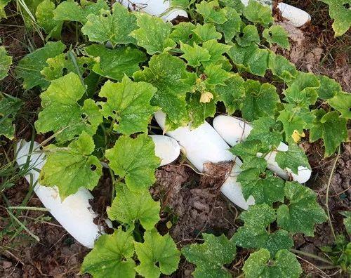 您種植過“堆堆瓜”嗎？看一看，地上全是瓜！一睹芳容