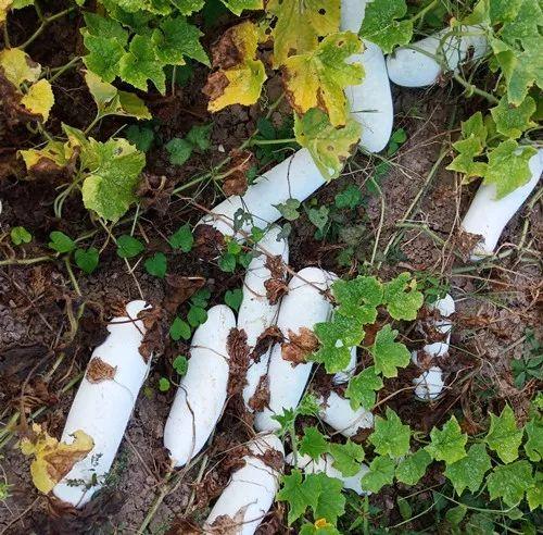 您種植過“堆堆瓜”嗎？看一看，地上全是瓜！一睹芳容