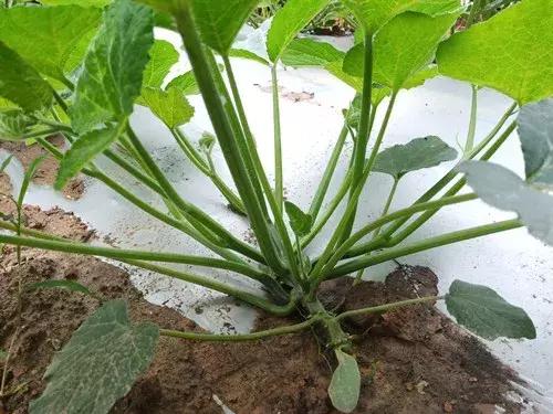 菜農(nóng)種植無(wú)需噴農(nóng)藥的蔬菜，不僅栽培簡(jiǎn)單、而且效益高