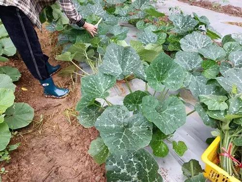 菜農(nóng)種植無(wú)需噴農(nóng)藥的蔬菜，不僅栽培簡(jiǎn)單、而且效益高