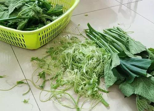 菜農(nóng)種植無(wú)需噴農(nóng)藥的蔬菜，不僅栽培簡(jiǎn)單、而且效益高