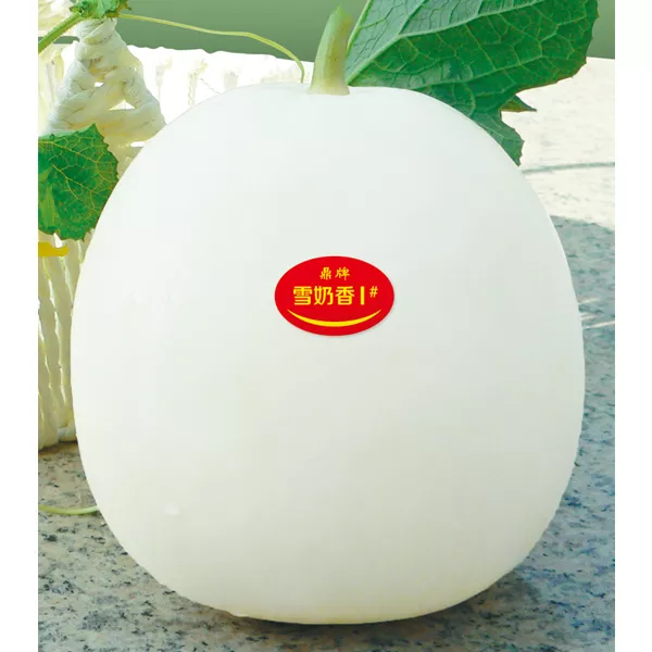 薄皮甜瓜，哪個(gè)品種最好呢？畝產(chǎn)高達(dá)10萬，附4種市場爆款品種
