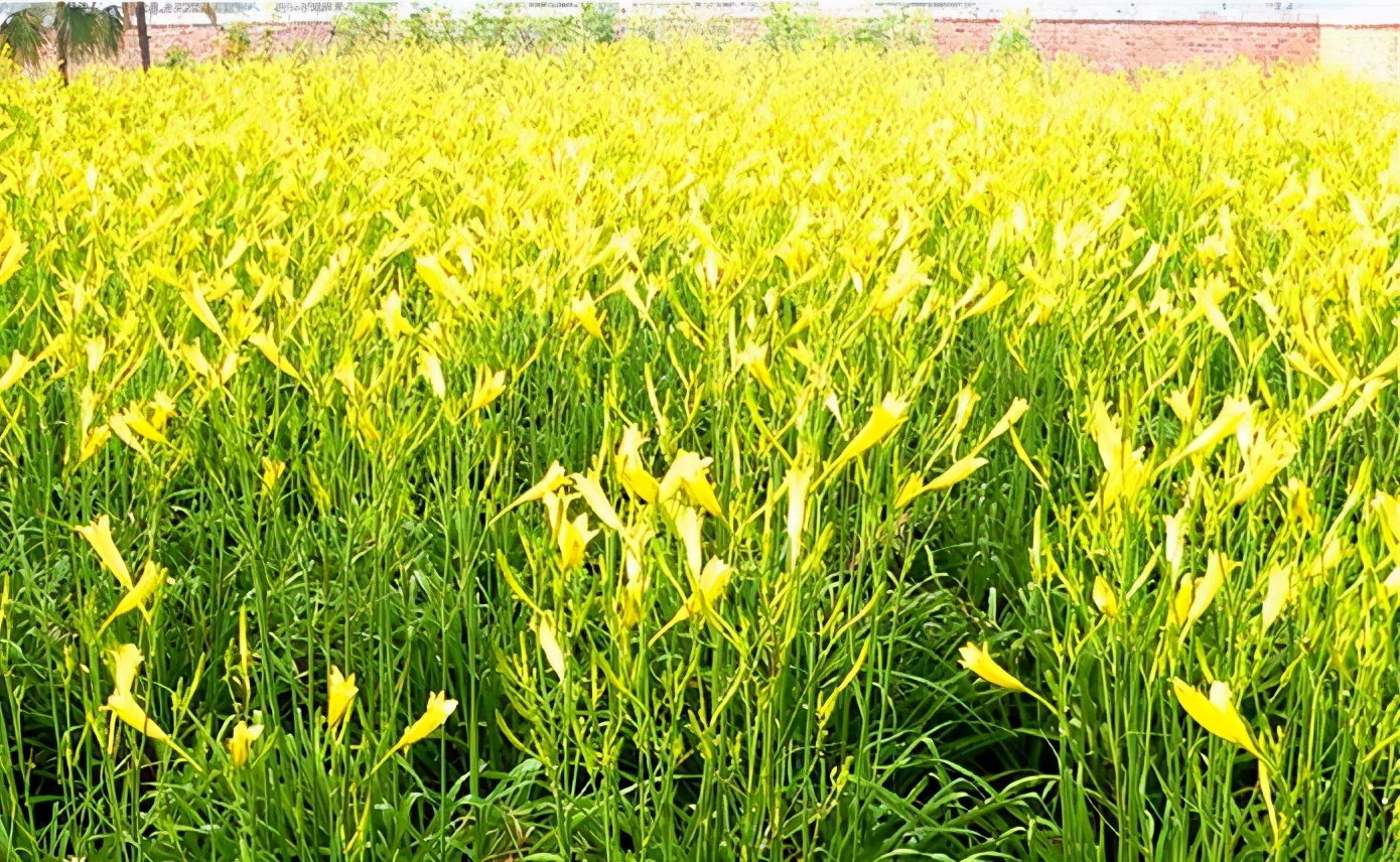 一斤接近20塊，原來它才是最火的國民蔬菜！全國都適種