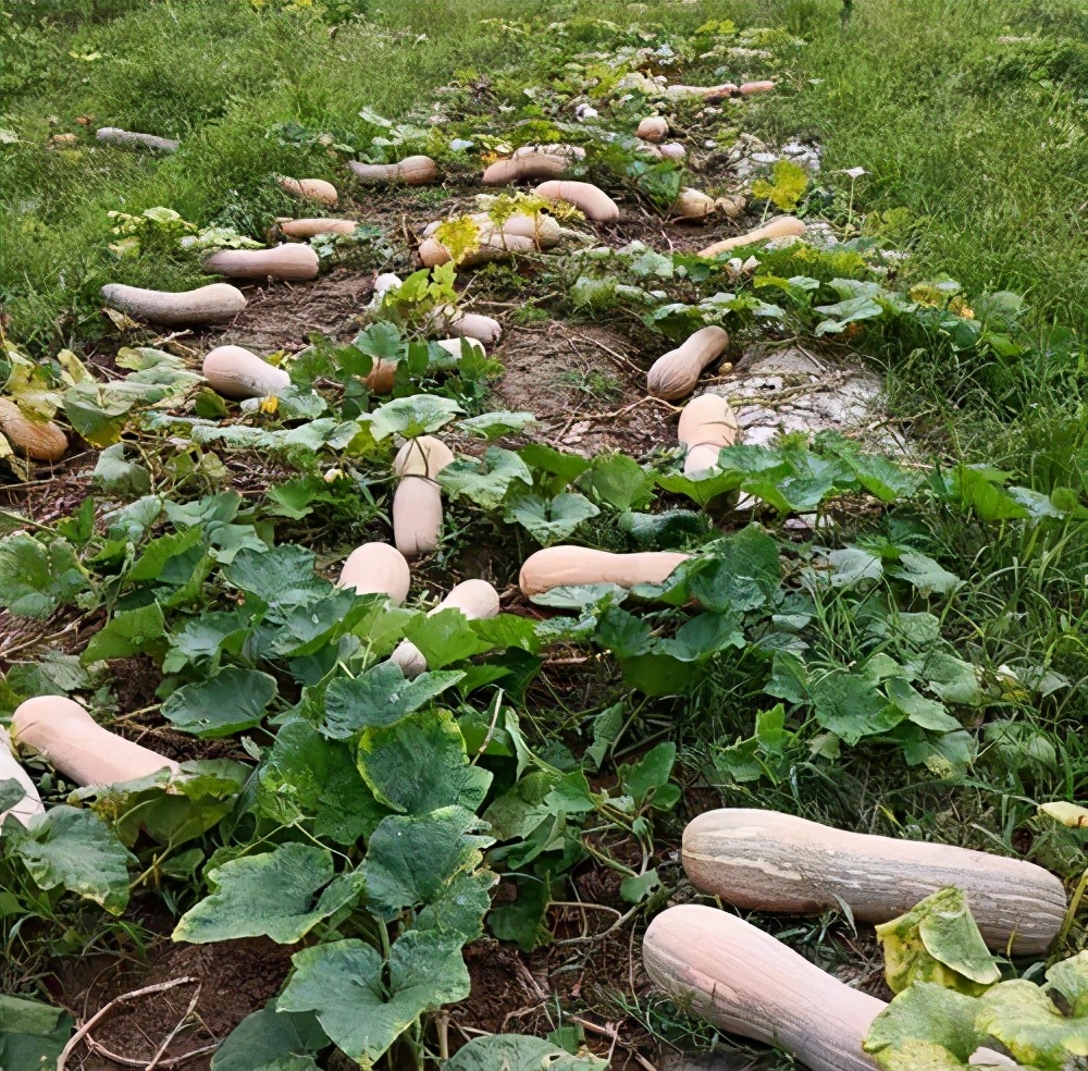 一位轉業(yè)后的特種兵，辦農(nóng)場種瓜菜，靠1個優(yōu)點，年賺200萬