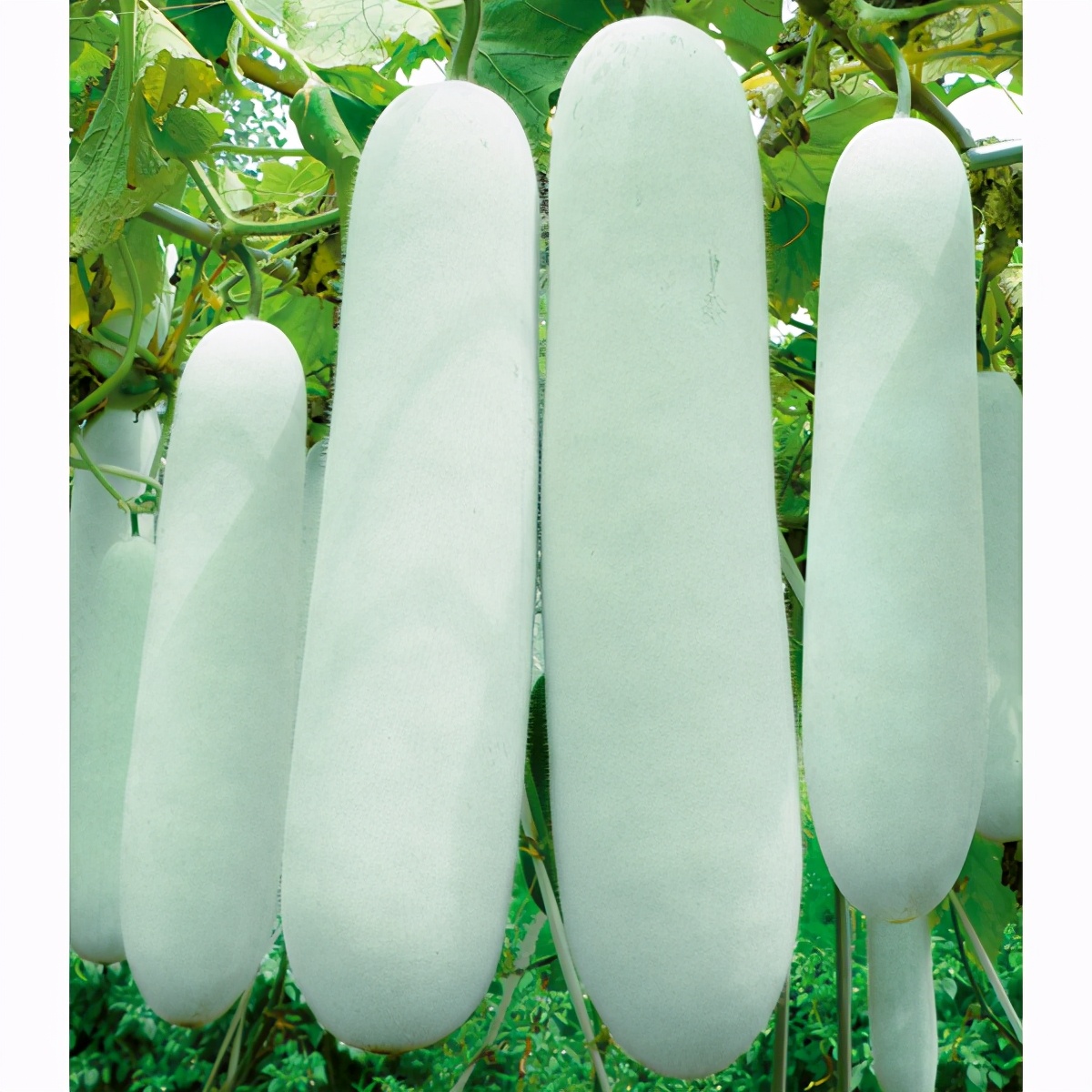 這個(gè)冬瓜品種放1年不壞，口感脆甜，多年科研就為打造這1個(gè)爆品