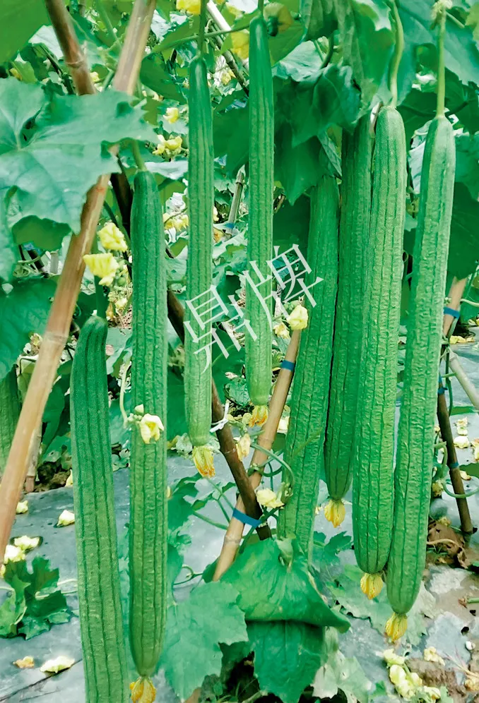 它是絲瓜種植戶的新選擇，節(jié)節(jié)有瓜，瓜長而不彎曲