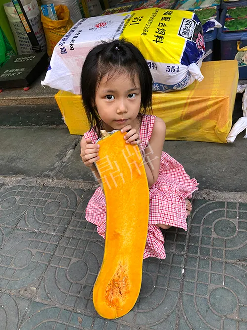 四川農(nóng)戶今年種“健美蜜本”南瓜產(chǎn)量高，品質(zhì)好，感覺巴適得很
