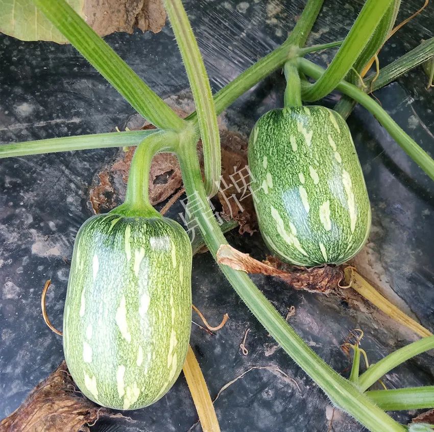 襄陽(yáng)農(nóng)民“押寶”押對(duì)了，這個(gè)品種幫他賺了2倍錢