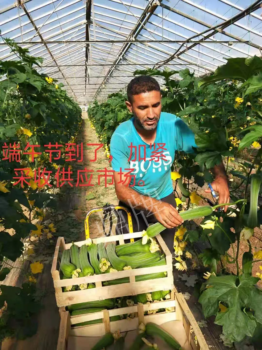鎮(zhèn)江的何青萍，在法國種植“優(yōu)比1號”每公斤24元