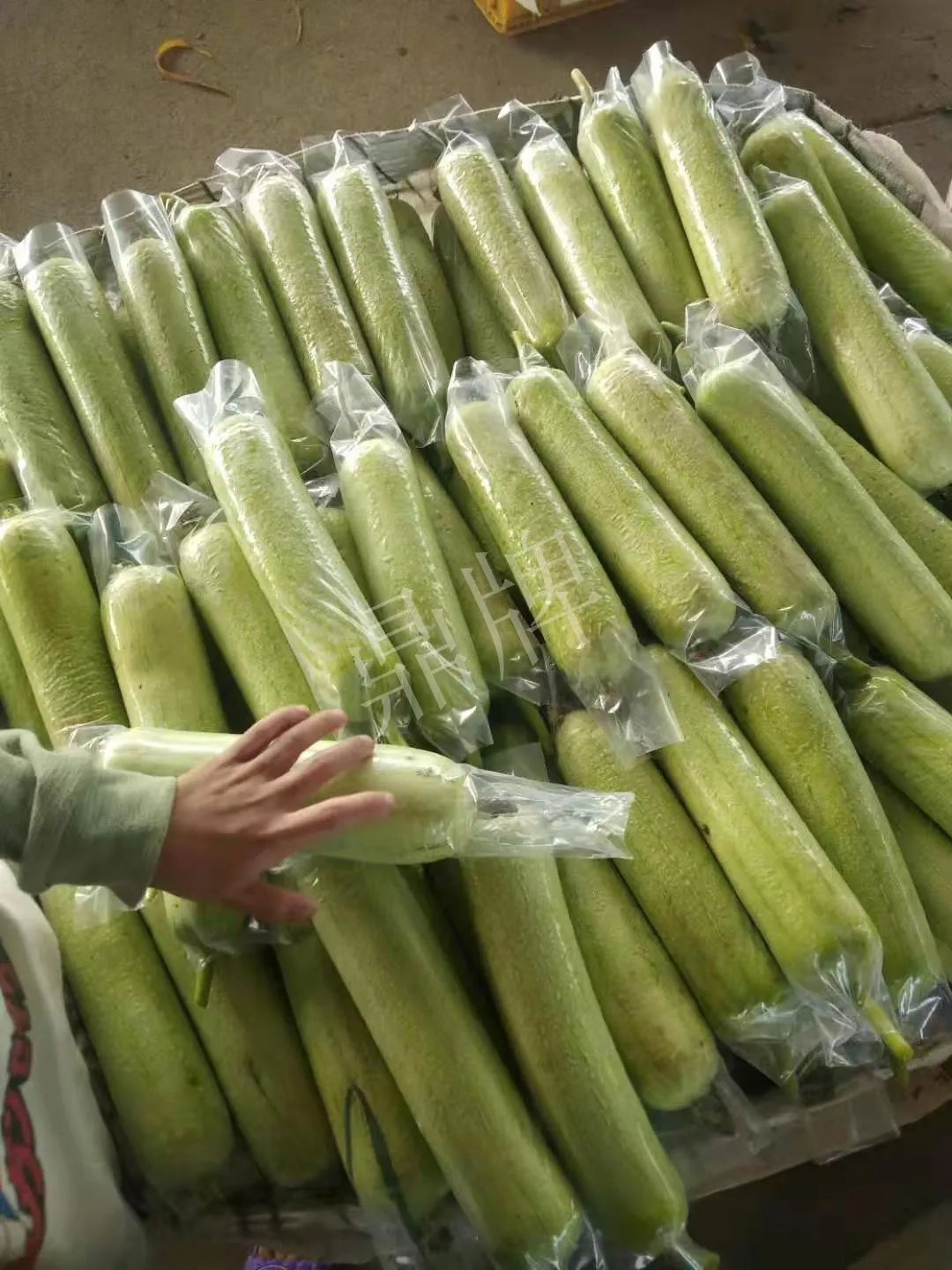 這個絲瓜每畝能掙3萬，沒種植的農(nóng)戶后悔得拍大腿