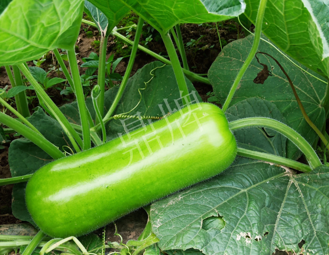 蔬菜種子種植戶客戶點(diǎn)評(píng)-牛逼！我露地栽培的瓠瓜，比別人大棚的還早上市！