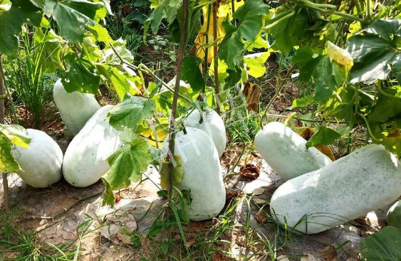 蔬菜種子種植戶客戶點(diǎn)評(píng)-驚訝！炎炎烈日下，小孩大聲喊：“大雪球！大雪球……”怎樣一回事？