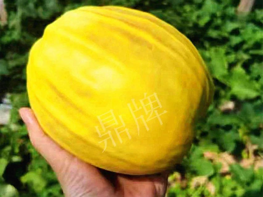 蔬菜種子種植戶客戶點(diǎn)評(píng)-我的甜瓜賣20元1市斤，與大家分享…