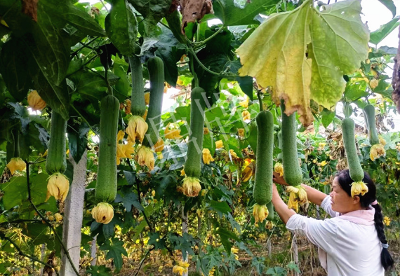 蔬菜種子種植戶客戶點(diǎn)評(píng)-8月，持續(xù)高溫下，這種絲瓜少見，少見！