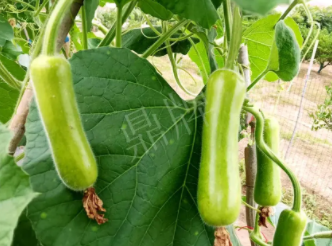 蔬菜種子種植戶客戶點(diǎn)評(píng)-科研人員發(fā)誓研究的一個(gè)抗高溫品種，您可能需要！