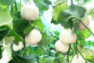 蔬菜種子種植戶客戶點(diǎn)評(píng)-丁老板說(shuō)：種植這個(gè)品種，獲得了滿意的收入，確實(shí)“爽歪歪”